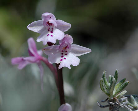 Image of Anatolian orchid