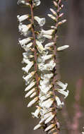 Plancia ëd Epacris impressa Labill.