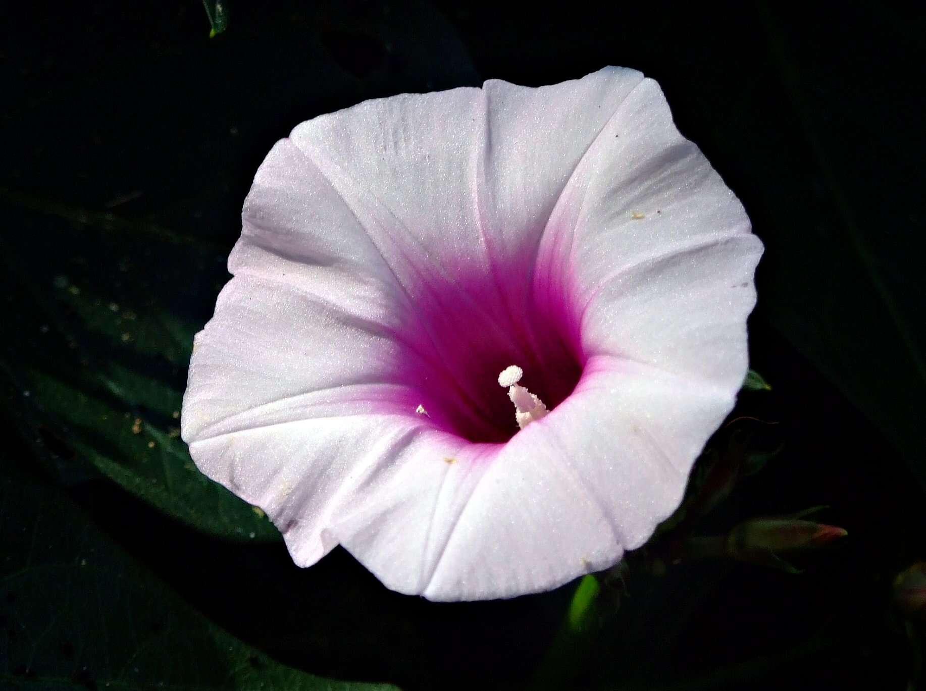 Image of morning-glory