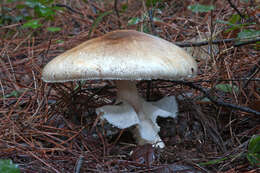 Image of Agaricus