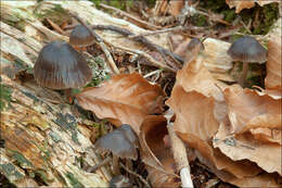 Image of Stump fairy helmet