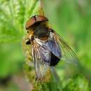 Image of Phasia hemiptera (Fabricius 1794)