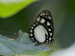 Imagem de Neptis praslini Boisduval 1832