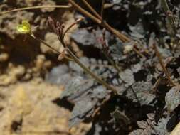 Image of Chylismia walkeri A. Nelson