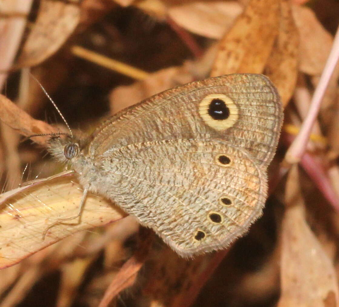 Common Five-ring (Butterflies of Myanmar (Burma)) · iNaturalist