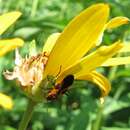 Image of Common milkweed bug