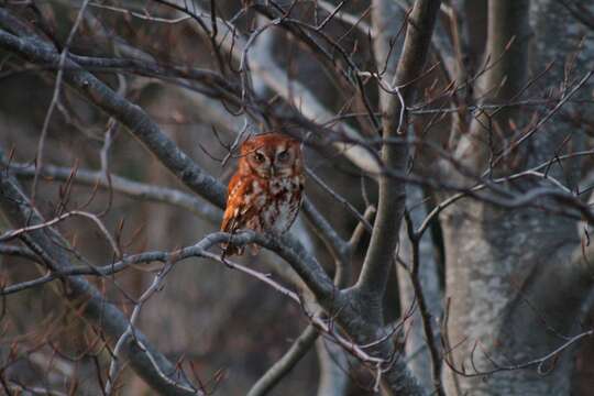 Image of Screech owl