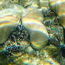 Image of Small giant clam