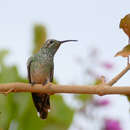 Image of White-tailed Goldenthroat