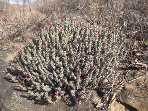 Imagem de Euphorbia corniculata R. A. Dyer