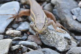 Image of Sand lizards