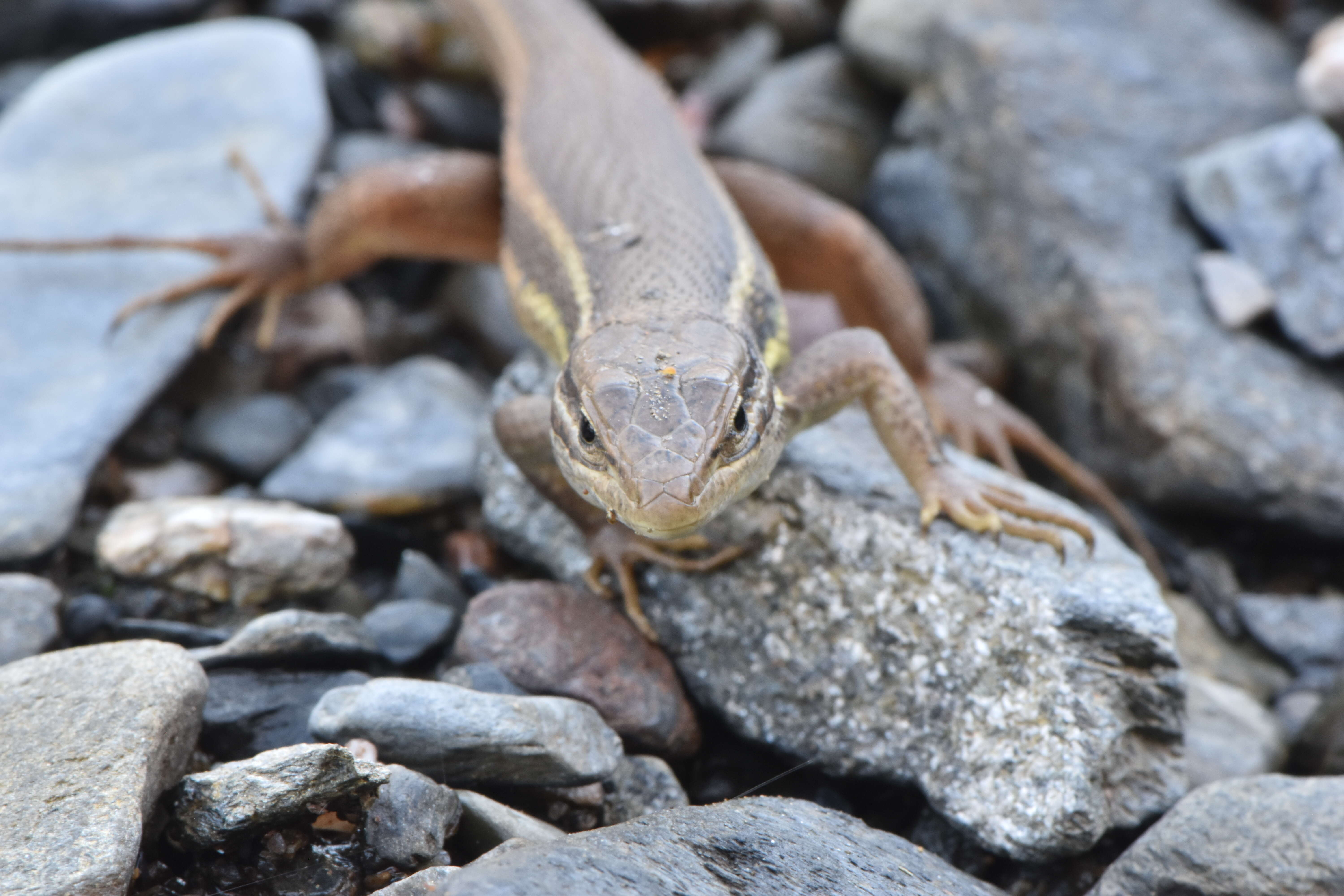 Psammodromus algirus (Linnaeus 1758) resmi