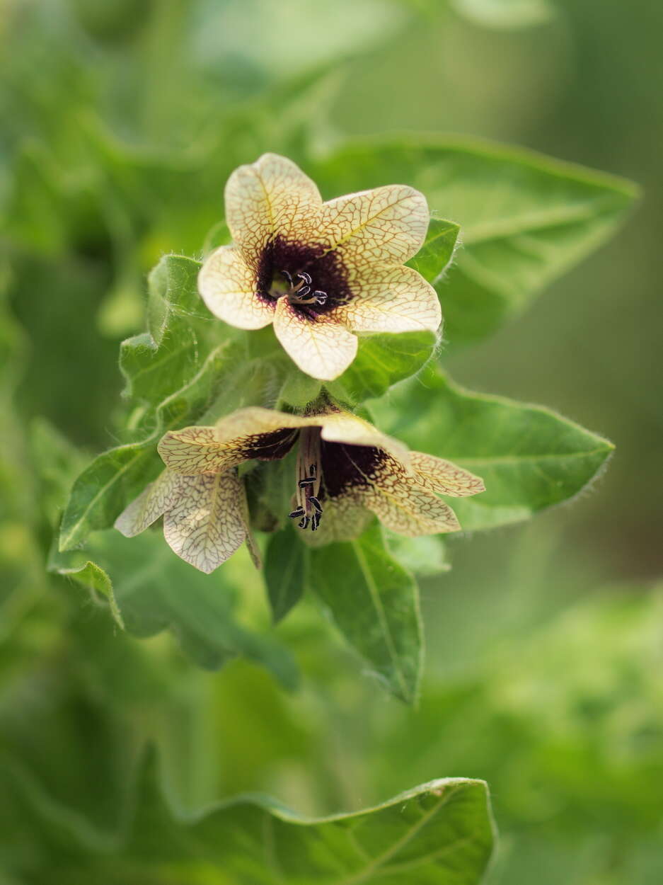 Image of black henbane