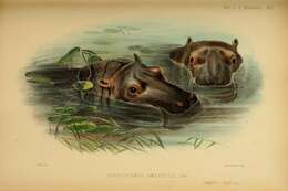 Imagem de Hipopótamo