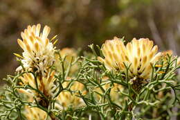 Image of Petrophile rigida R. Br.