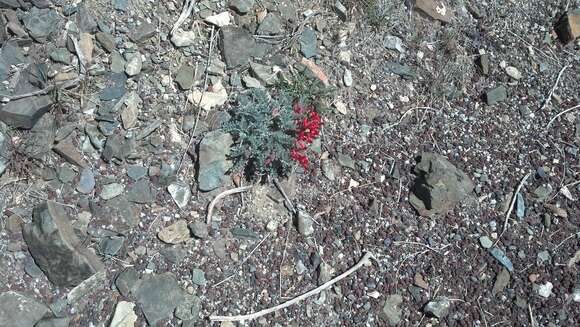 Image of scarlet milkvetch