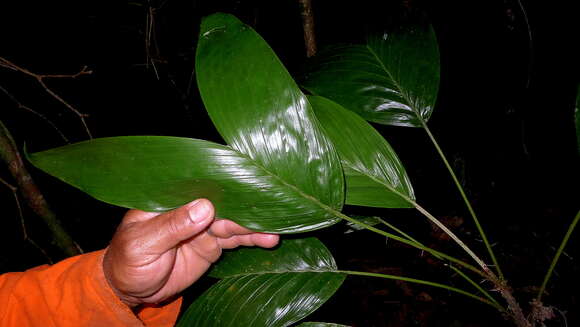 Image of Bactris bahiensis Noblick ex A. J. Hend.