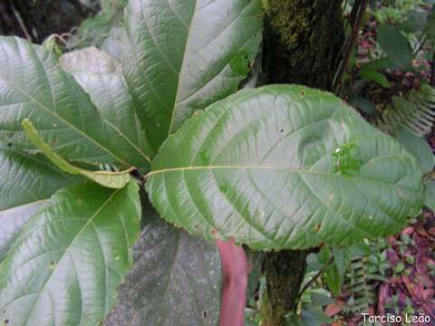 Image of Cordia superba Cham.