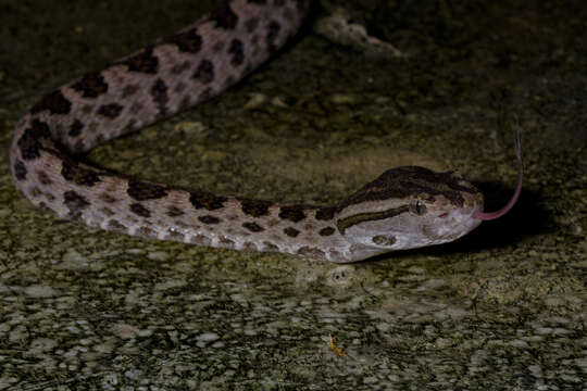 Image de Protobothrops Hoge & Romano-Hoge 1983