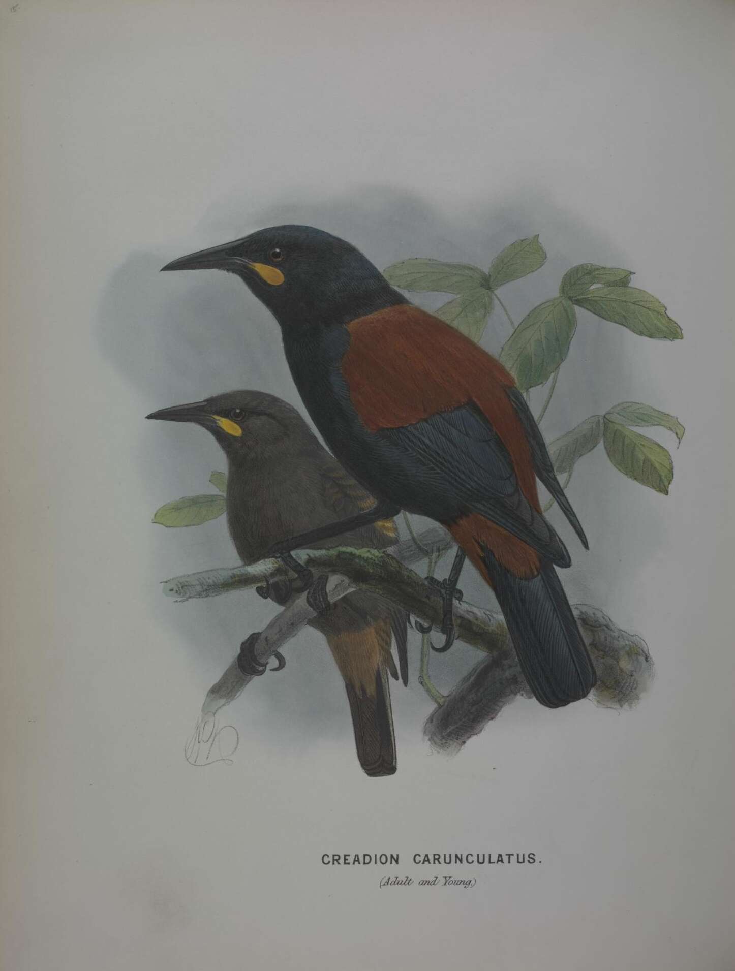 Philesturnus carunculatus (Gmelin & JF 1789) resmi