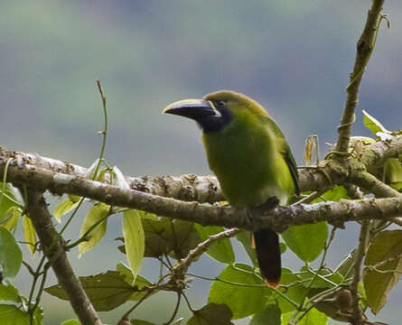 Image of Emerald Toucanet