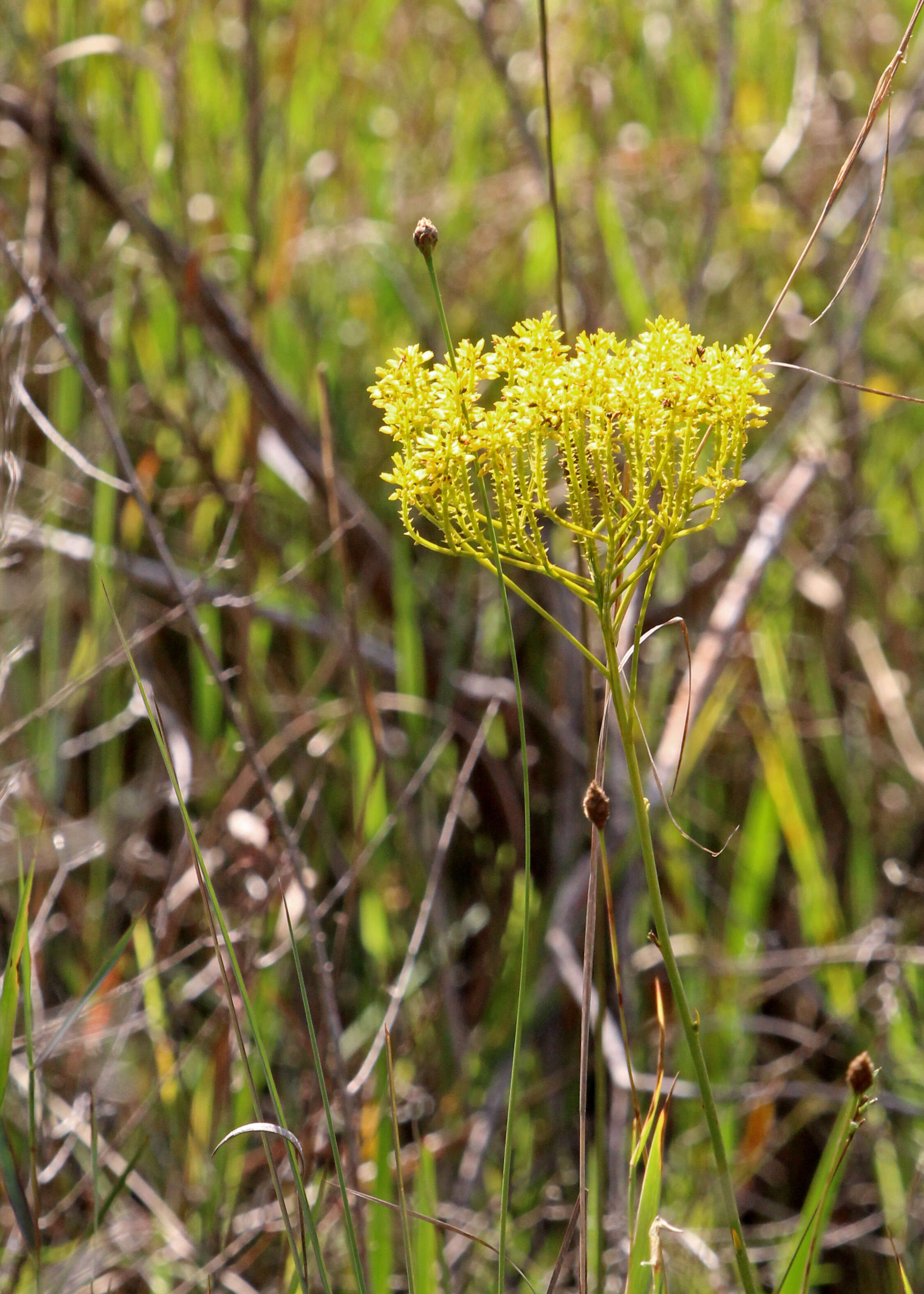 Image de Polygala cymosa Walt.