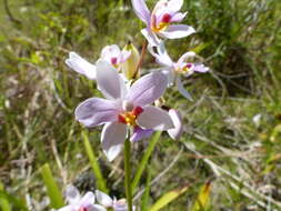 Sivun Spathoglottis carolinensis Schltr. kuva