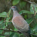 Image of Short-billed Pigeon