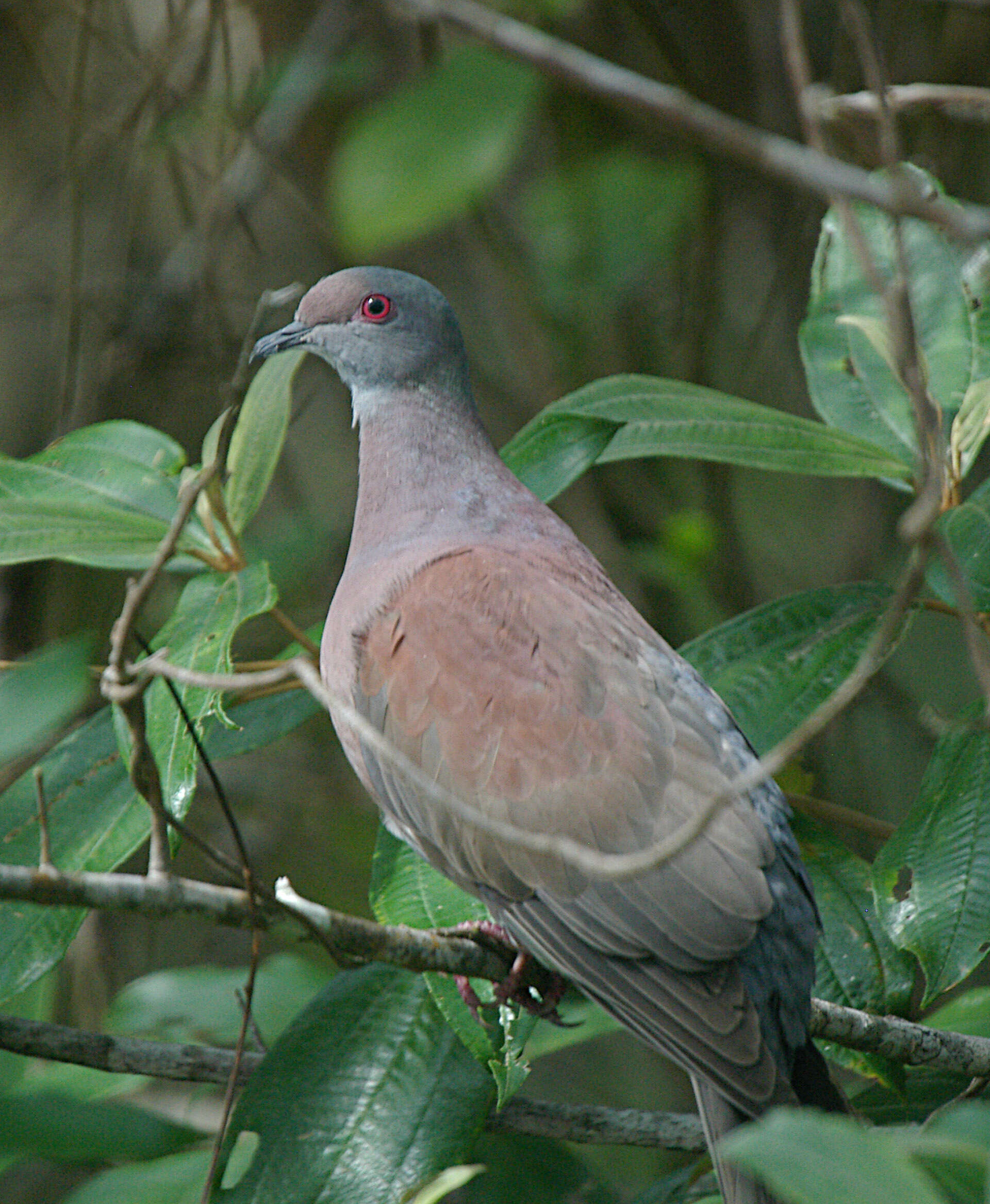 Patagioenas nigrirostris (Sclater & PL 1860) resmi