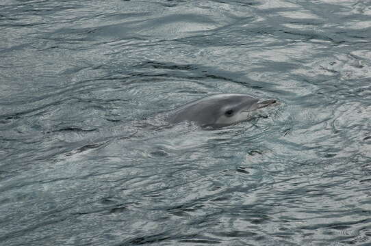 Imagem de Tursiops Gervais 1855