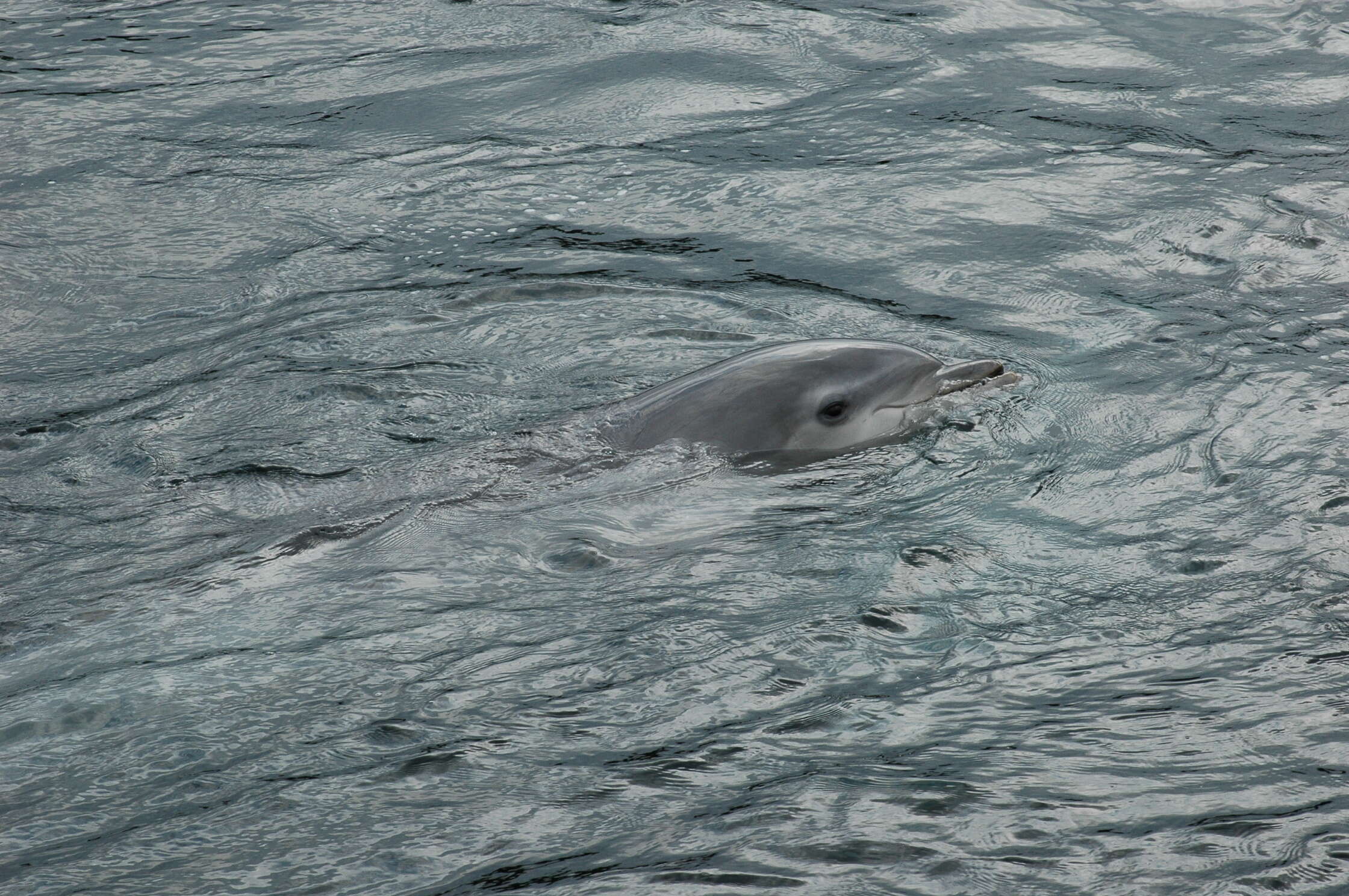 Image of Bottlenose Dolphin