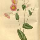 Image of Rhodanthe manglesii Lindl.