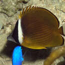 Image de Chaetodon auripes Jordan & Snyder 1901