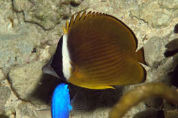 Image of Golden Butterflyfish