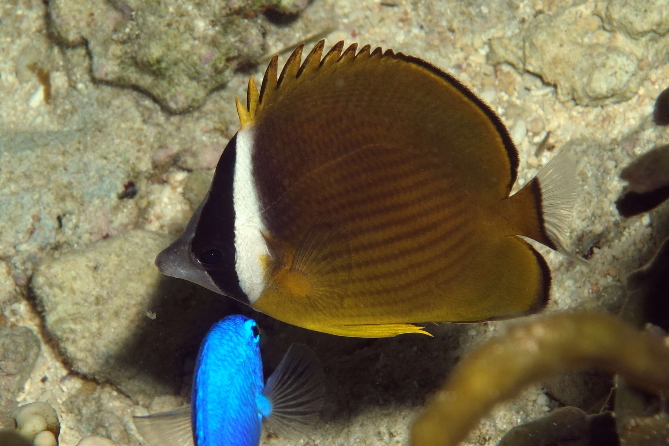 Image of Golden Butterflyfish