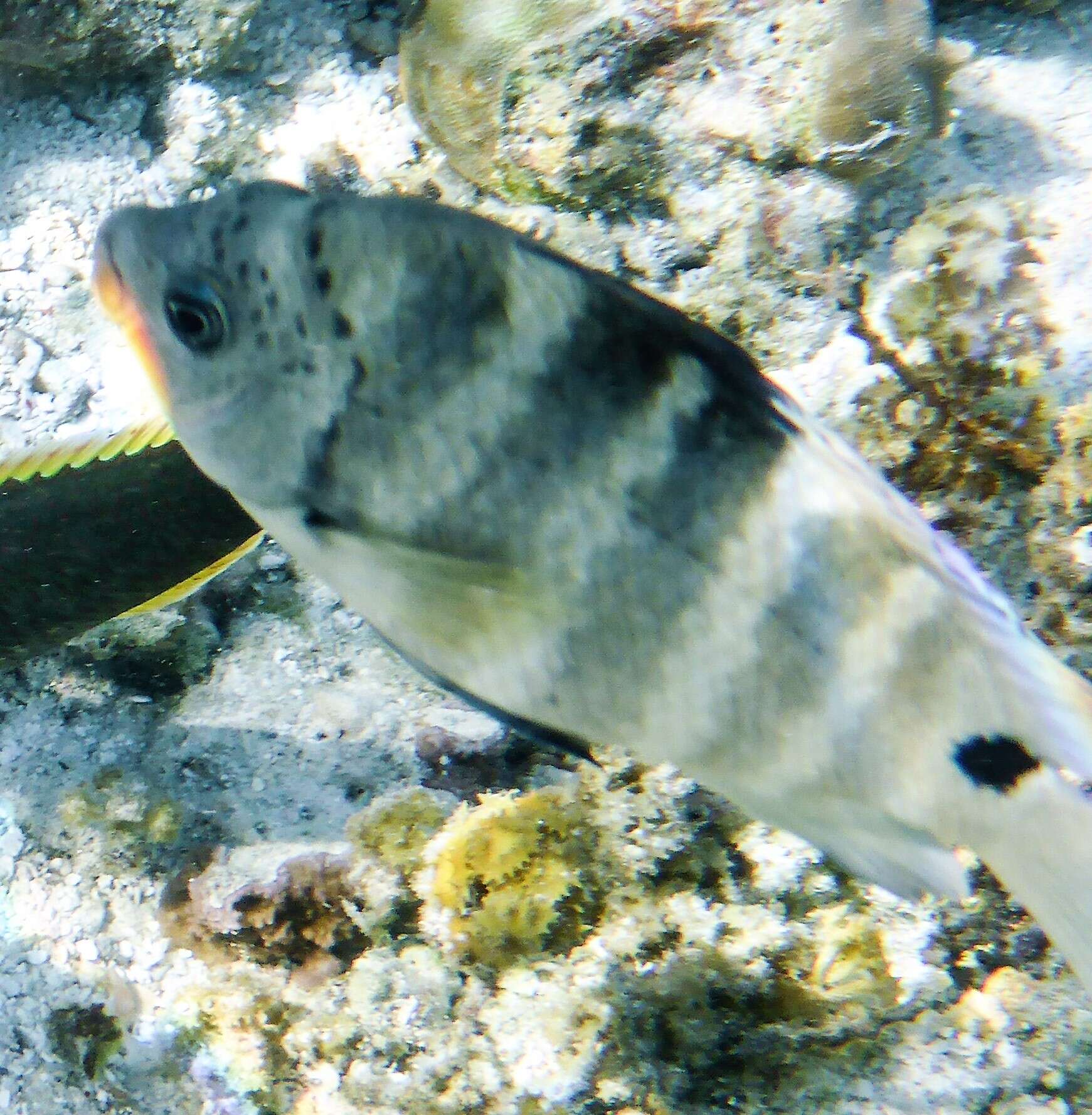 Image of Black-spot sergeant