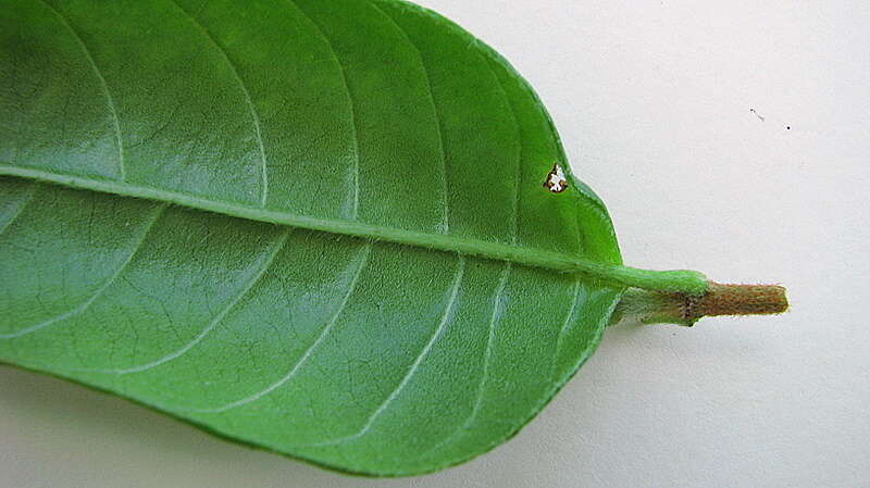 Image de Malanea revolutifolia A. Amaya & Popovkin