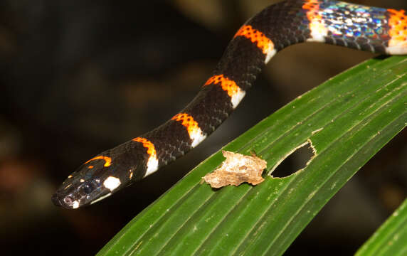 Image of Black Halloween Snake