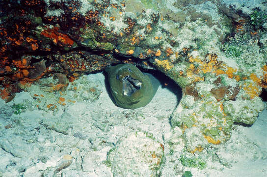 Image of Black Moray