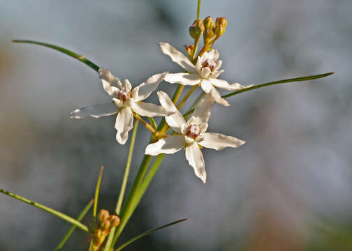 Image of Florida milkweed