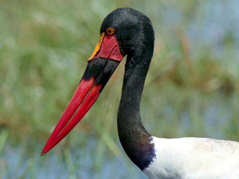 Image of Saddle-billed Stork