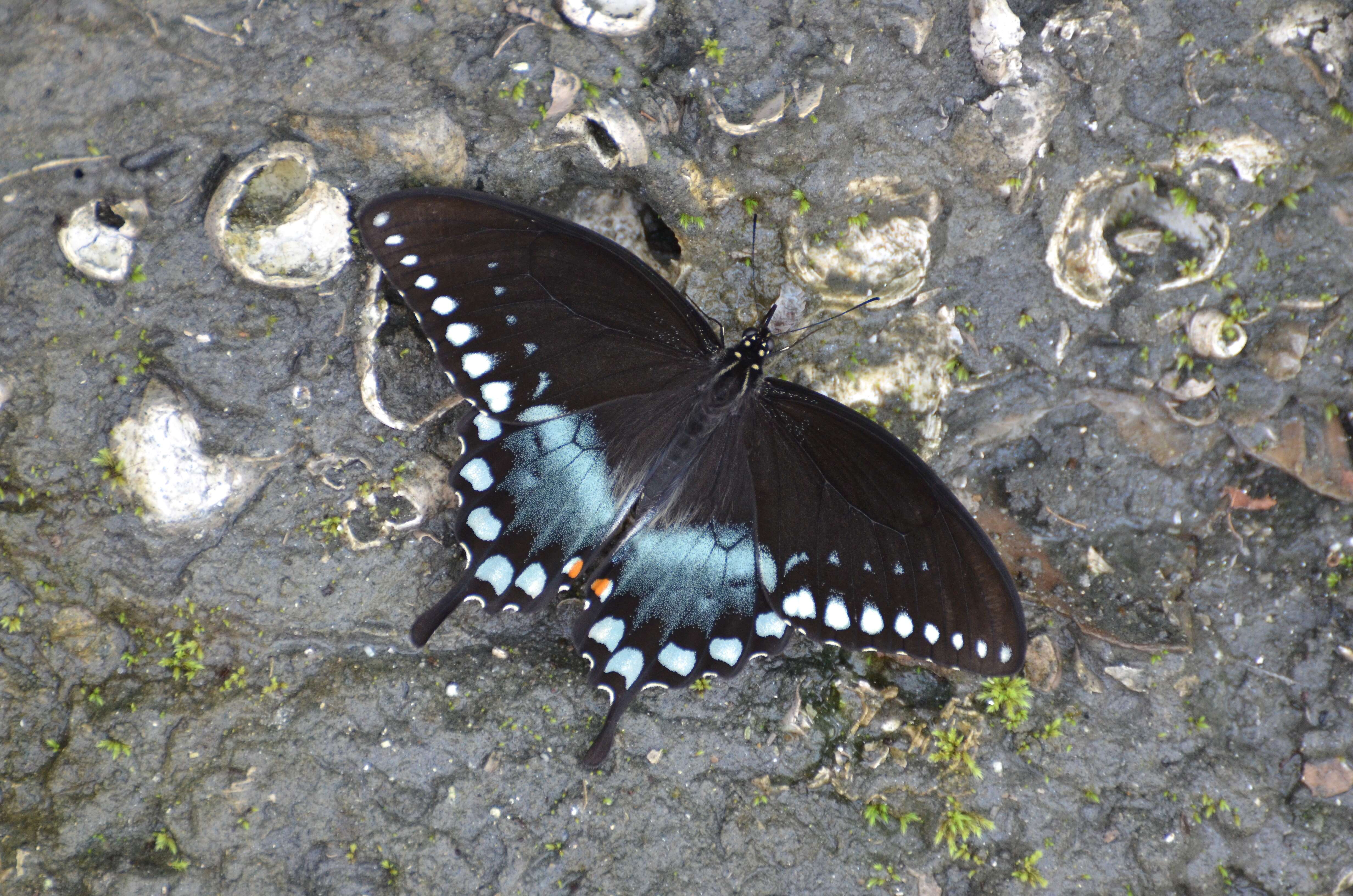 Image of Papilio