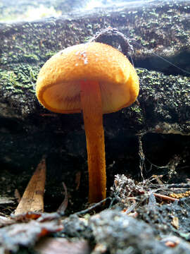 Image of Gymnopilus ferruginosus B. J. Rees 2001