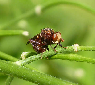 Image of Sicus ferrugineus (Linnaeus 1761)