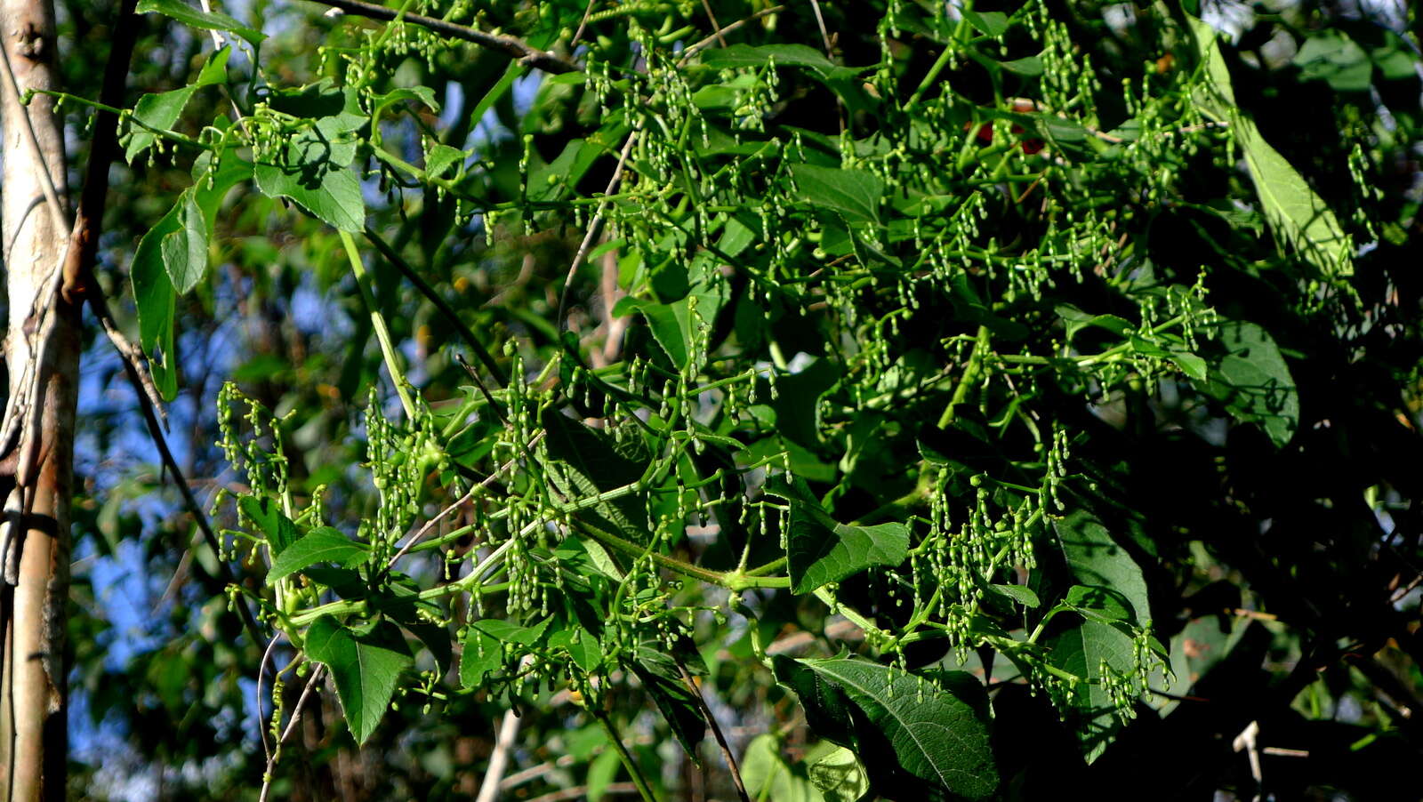 Image of melonleaf