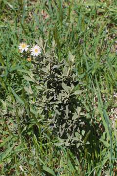 Olearia phlogopappa (Labill.) DC. resmi