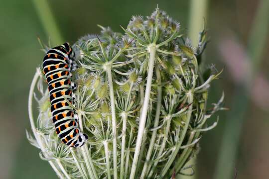 Image of Old World Swallowtail