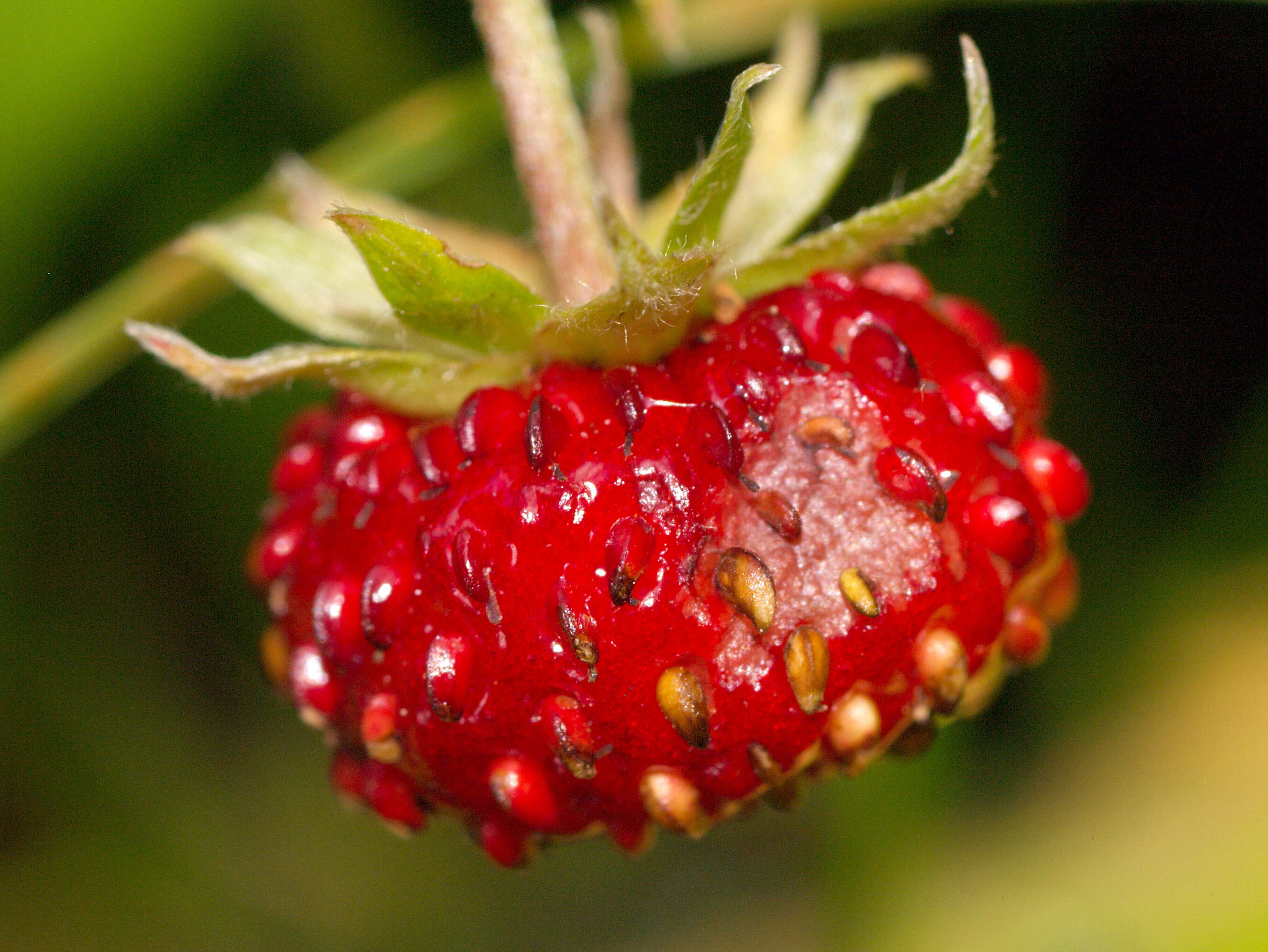 Image of strawberry