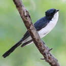 Image of Restless Flycatcher