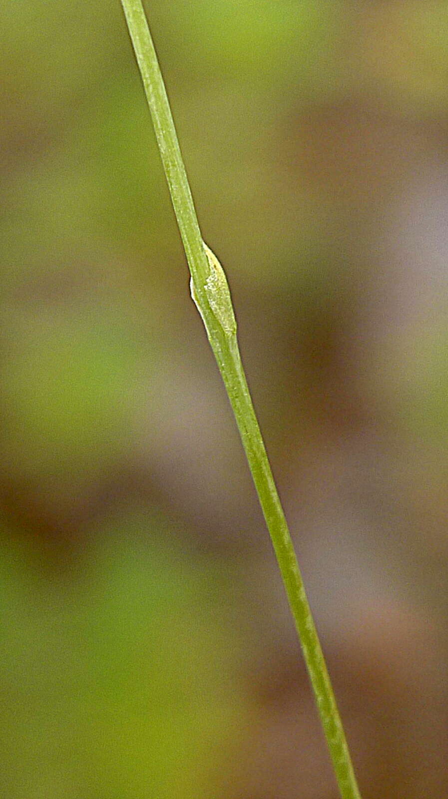 Plancia ëd Burmanniaceae